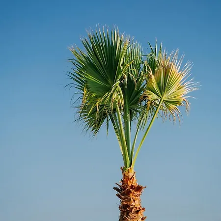Ali Baba Ciftligi Отель типа 